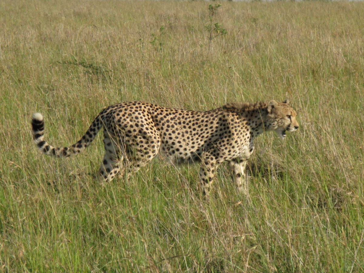 Kenya SD 3 Mara Aerials-Masai-Wildlife-NYC 3-1-5-2008 039     